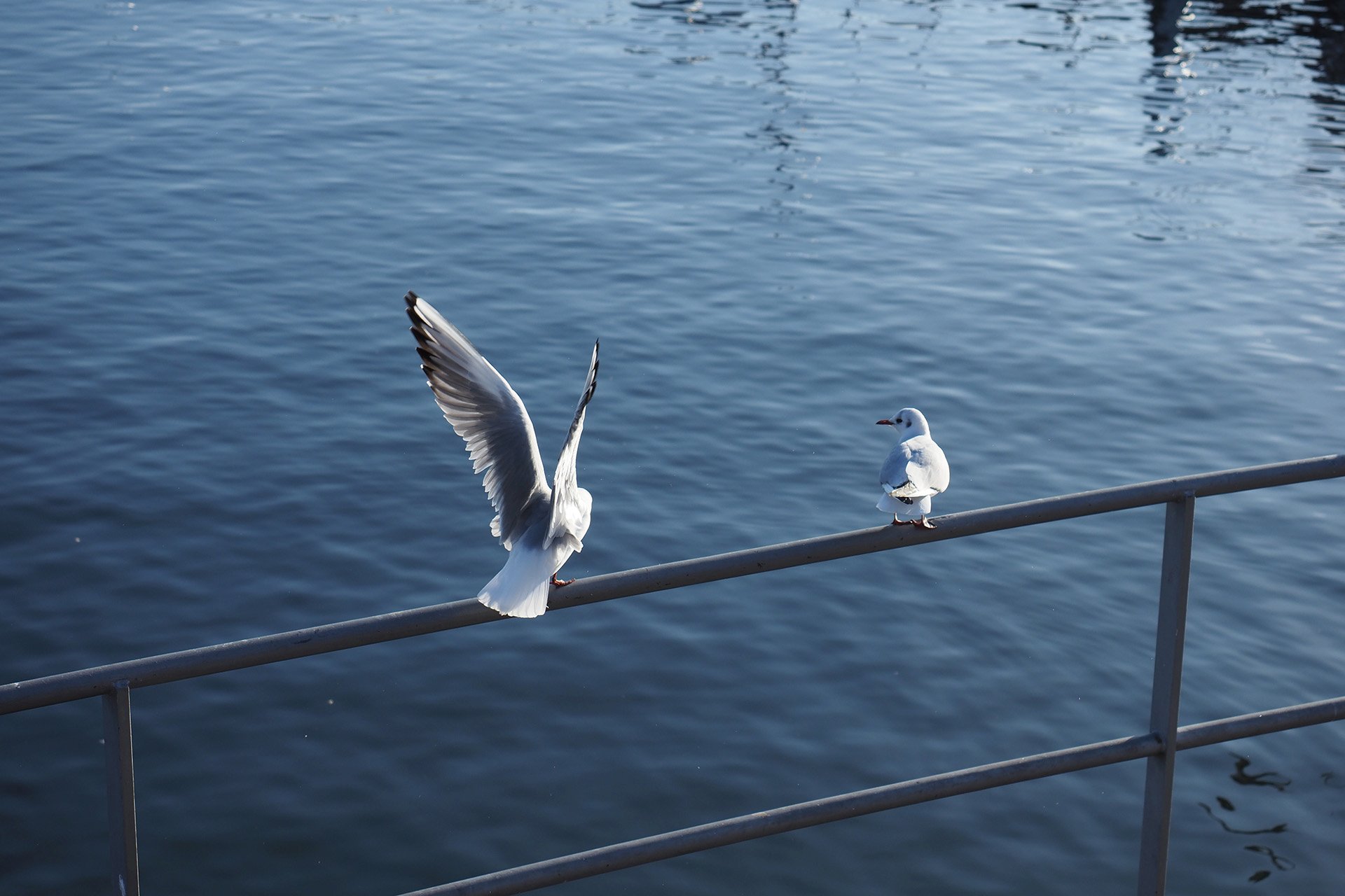 Olympus OM-D E-M1 Mark II: C-AF+Tracking, Bild 35
